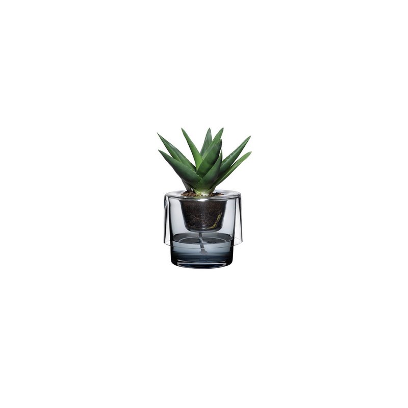 Roots Herb Pot Clear Top