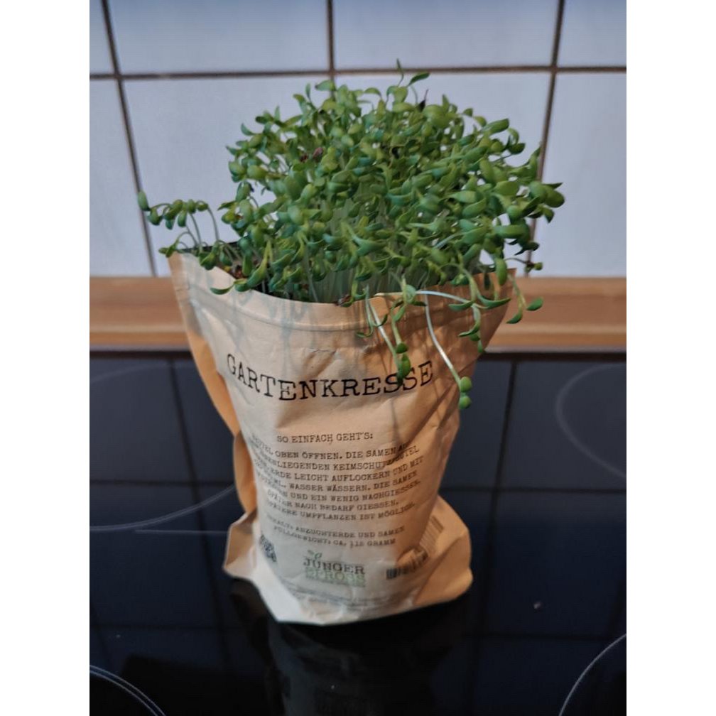 King of the grill (garden cress)