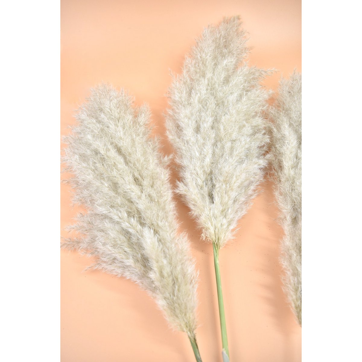 XL Fluffy Pampas pluimen - Cortaderia - Naturel - 100cm