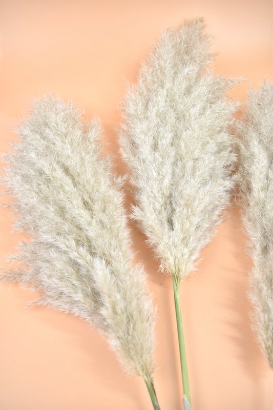 Plumas XL Fluffy Pampas - Cortaderia - Natural - 100cm