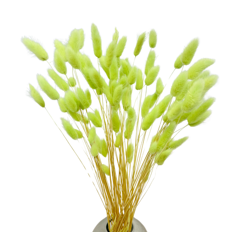 Konijnenstaarten (Lagurus) 50g Pistache