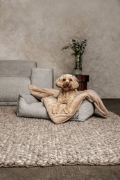 Hundedecke Emma Beige (vegansk)