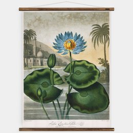 Vand Lily Wall Chart