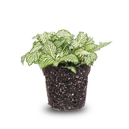 Fittonia White -White Tiger - Mosaic plant, a lush, green houseplant with distinctive white veining on its leaves, potted in a natural fiber container.