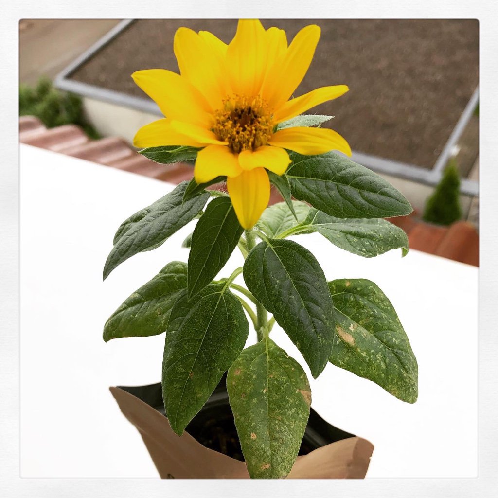 I love you international (sunflower)