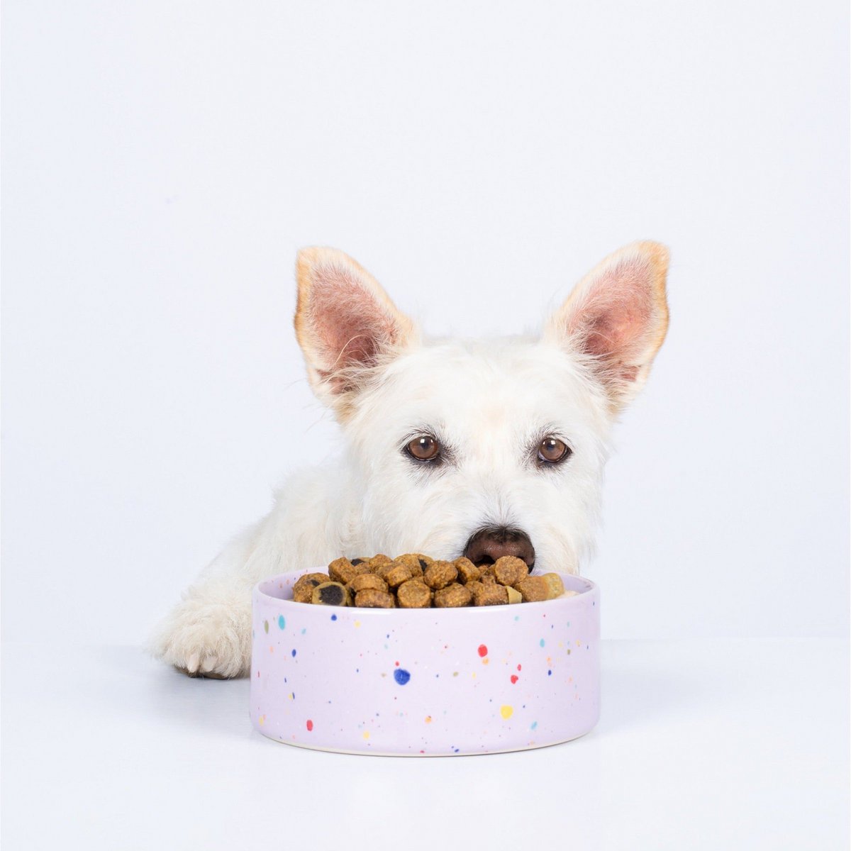 New Party Pet Bowl 14cm Set 2 Lilac