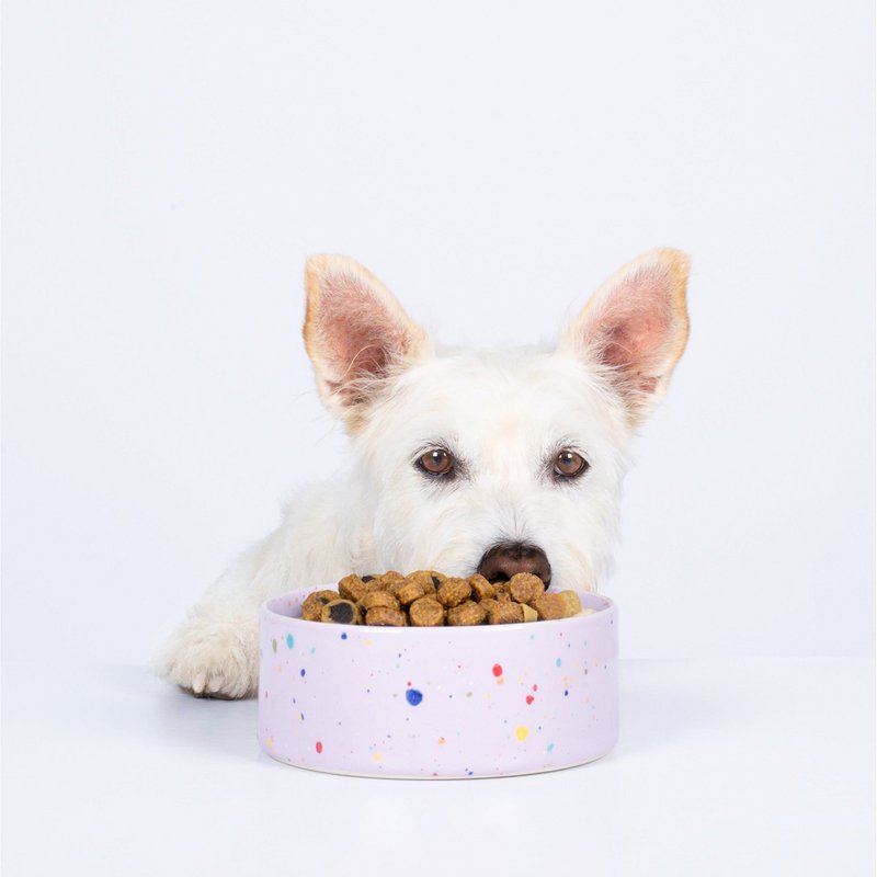 New Party Pet Bowl 14cm Set 2 Lilac