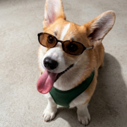 CABLAGGIO CHURCHILL. Verde Abete – Pettorina per cani imbottita in pelle vegana