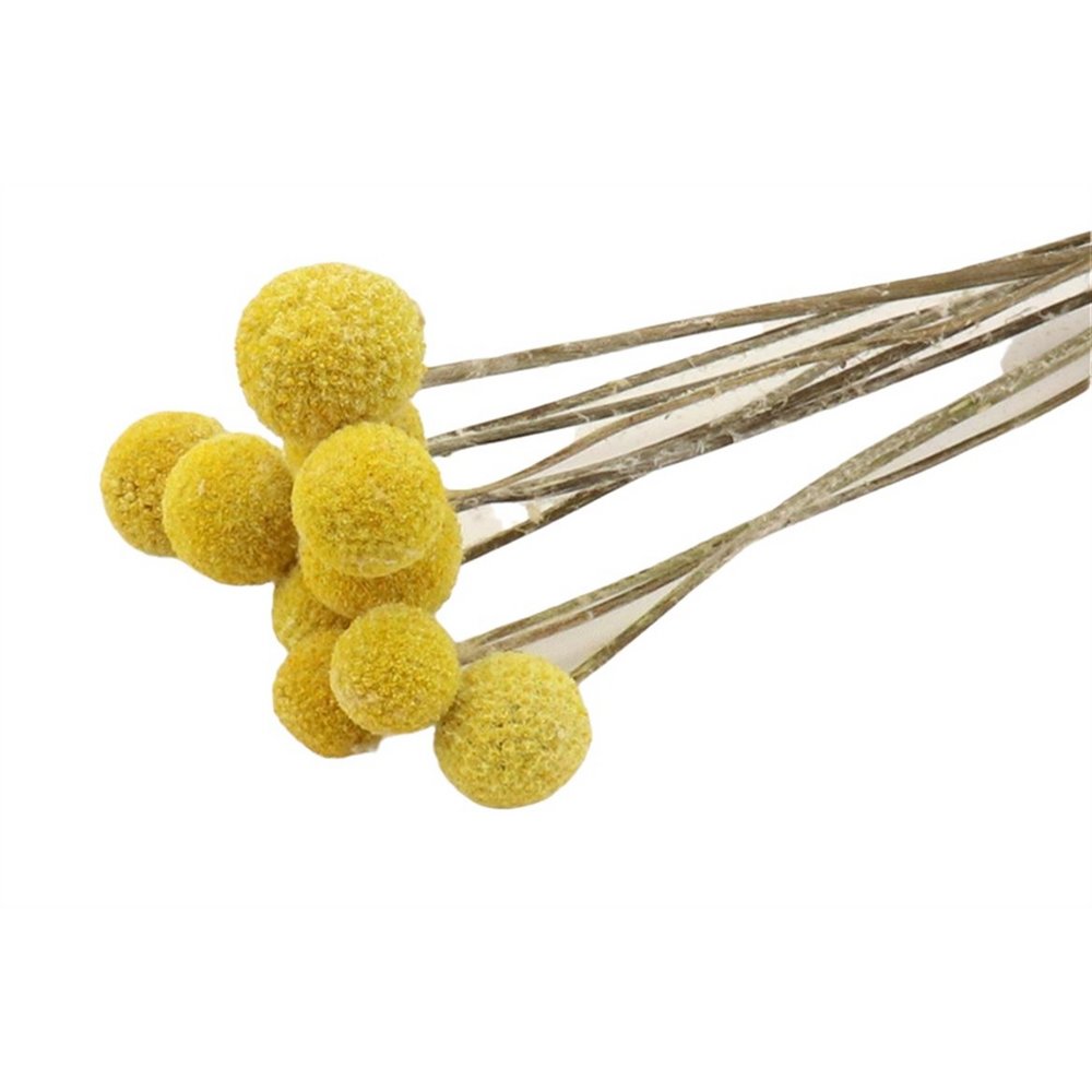 Craspedia, 10 pieces / bundle, 50cm, natural yellow