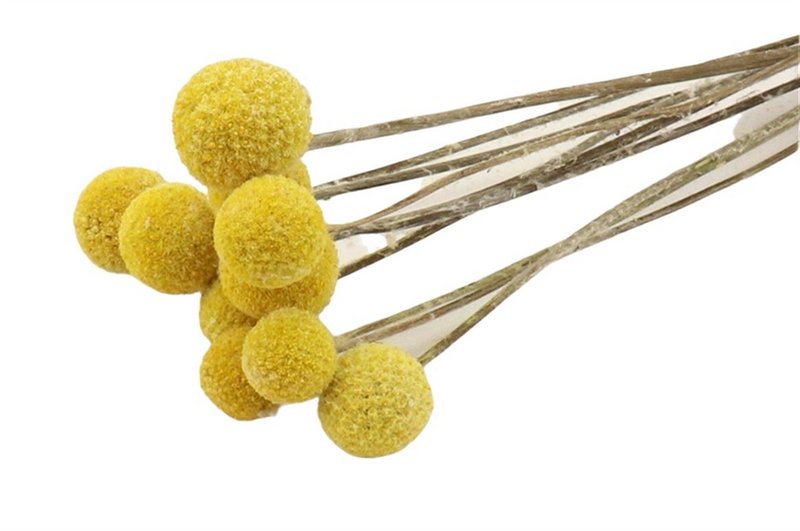 Craspedia, 10 pieces / bundle, 50cm, natural yellow