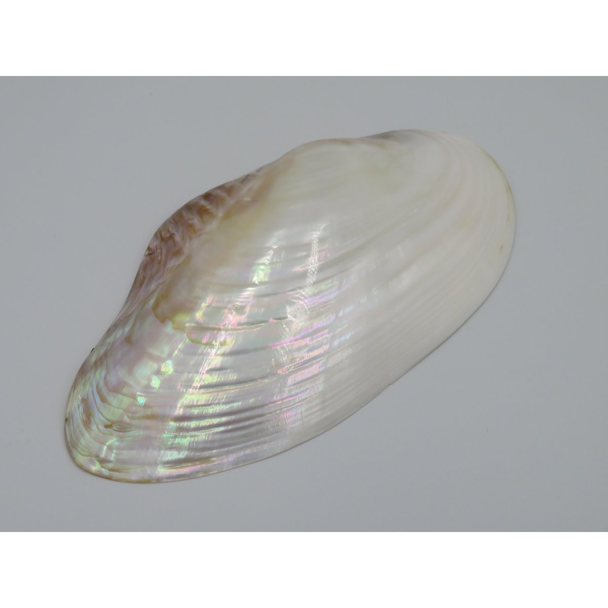 Mother-of-pearl shell - Kupang 23-24 cm