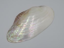 Mother-of-pearl shell - Kupang 23-24 cm