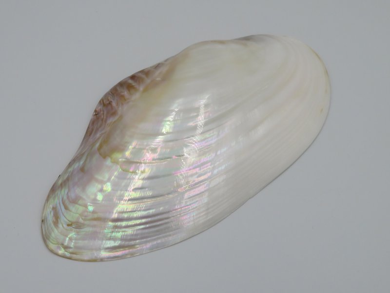 Mother-of-pearl shell - Kupang 23-24 cm