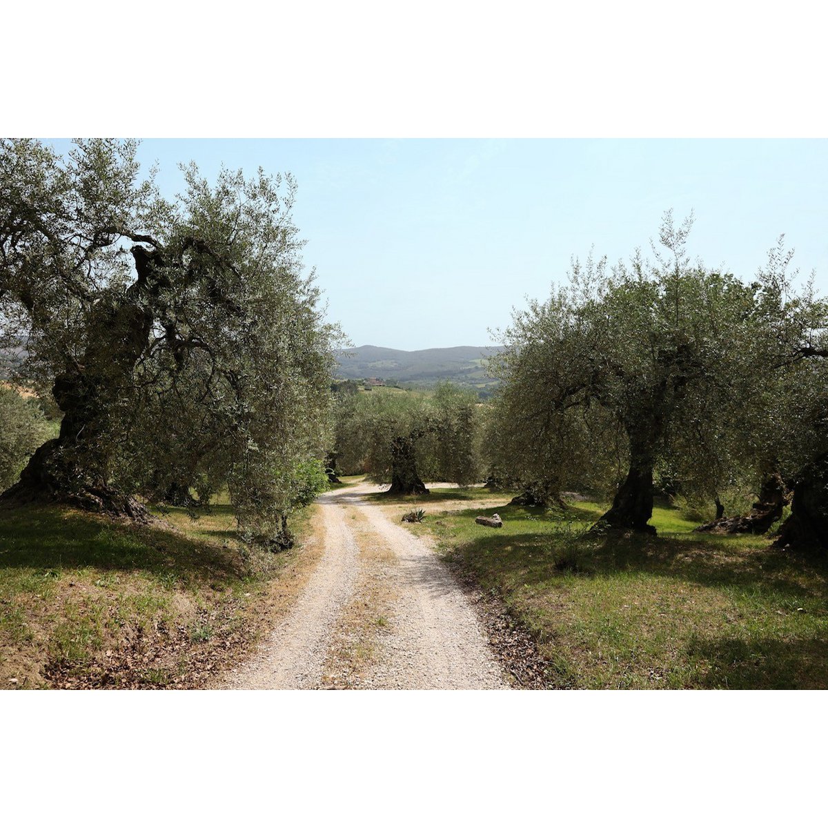 MITERA EVOO MASTOIDIS 500 ml