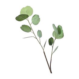 AULICA