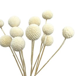 Craspedia essiccata sbiancata - 12 steli