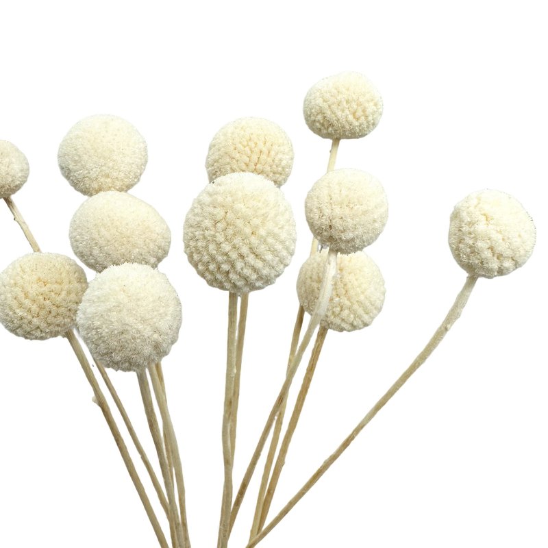 Craspedia essiccata sbiancata - 12 steli