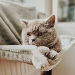 ne&no Kuschelige Heizkörperliege für Katzen + 5 Matatabi Sticks