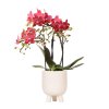 Colibr Orchids | Red Phalaenopsis orchid – Congo + Gummy pot trattine – pot measure Ø9cm | blooming room plant in flower pot - fresh from the grower