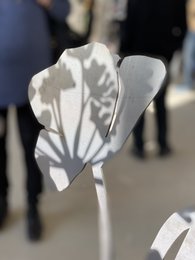 Coquelicot avec bouton floral | tige de corten