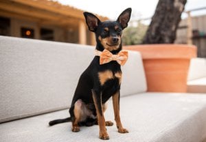 Velvy marble bow tie