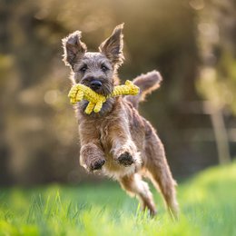 Greta Giraffe - cultspeelgoed voor honden