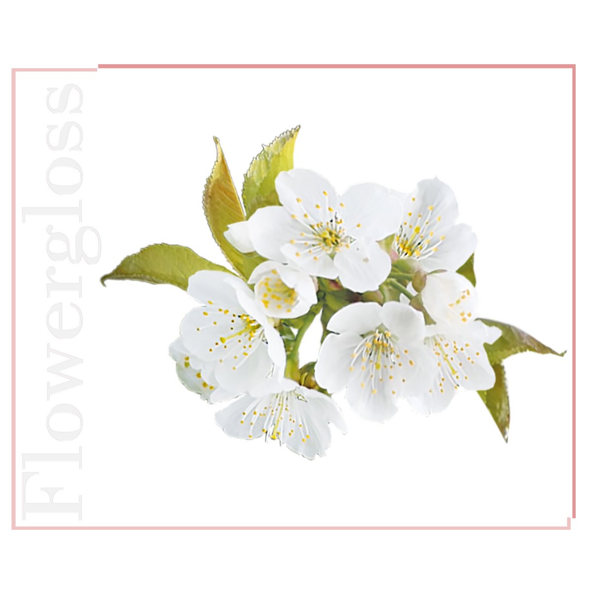 Flowergloss FG07 Cherry Blossom | made from fruit and vegetables 💚 Vegan without titanium dioxide “NEW”