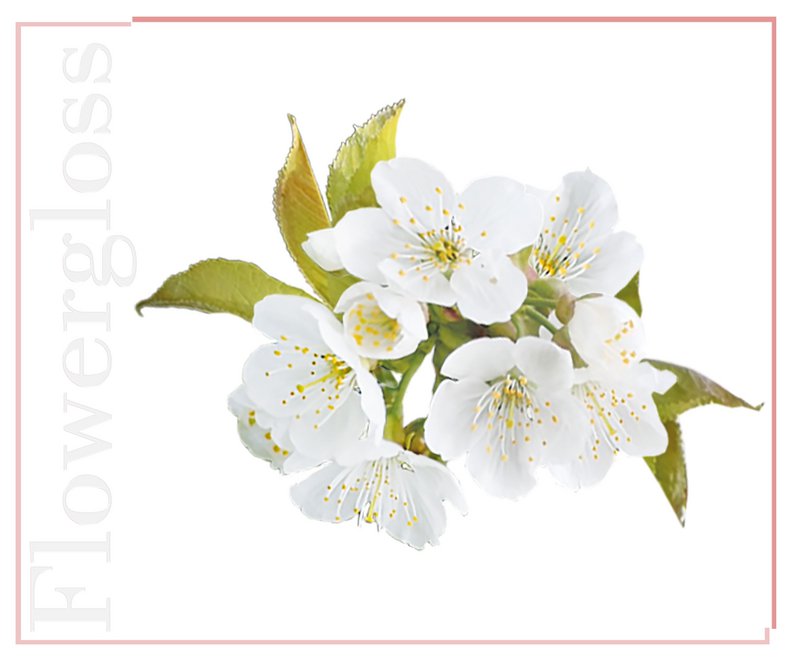 Flowergloss FG07 Cherry Blossom | made from fruit and vegetables 💚 Vegan without titanium dioxide “NEW”