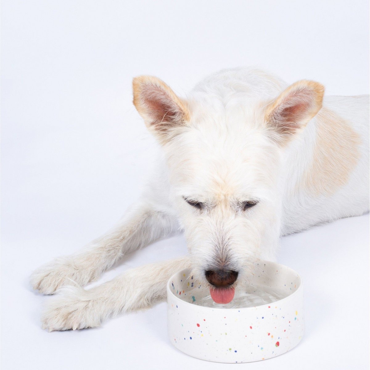 New Party Pet Bowl 14cm Set 2 White