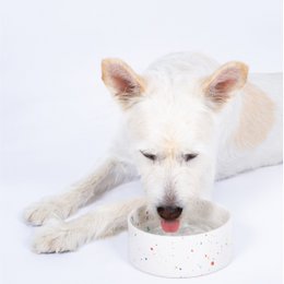 New Party Pet Bowl 14cm Set 2 White