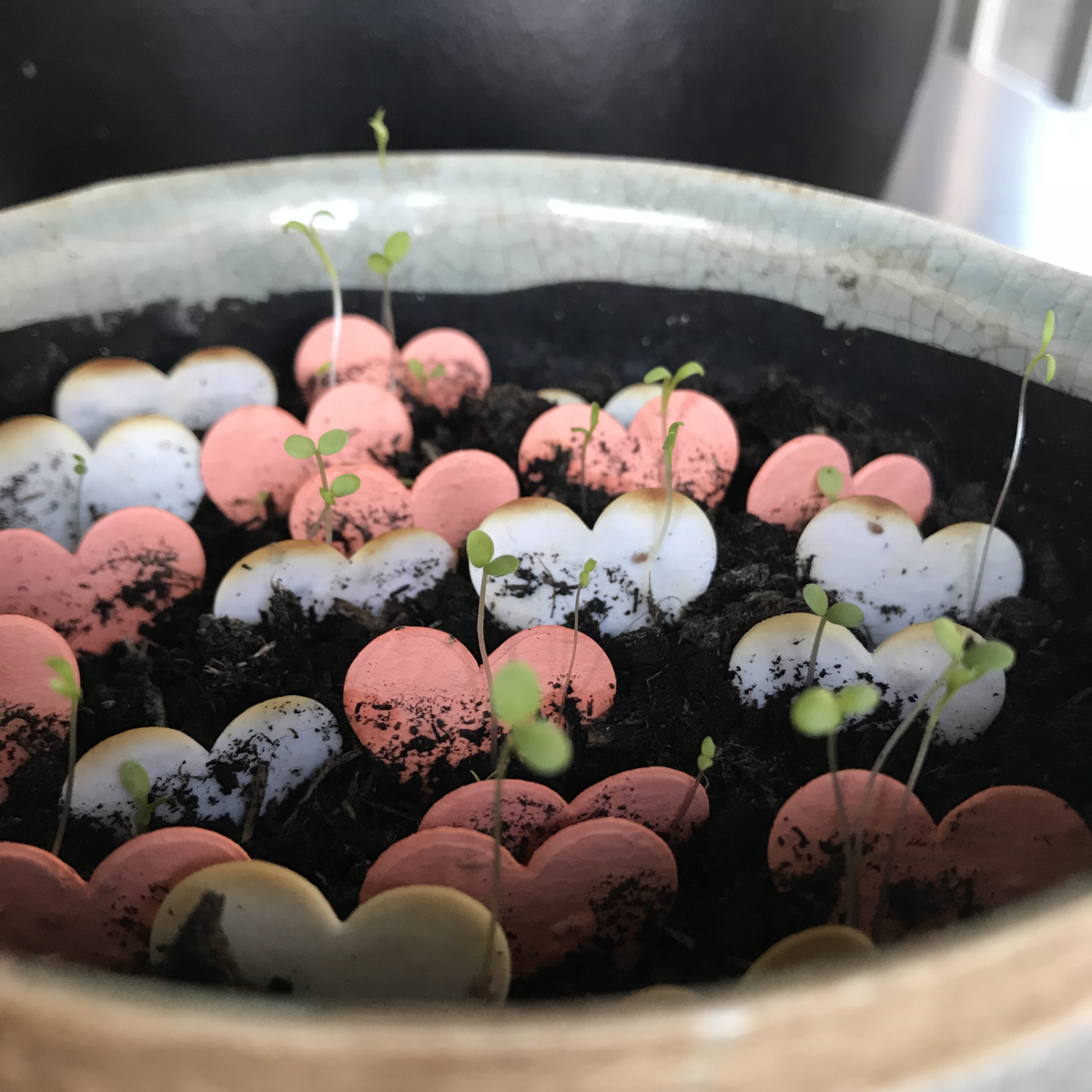 Throw and Grow confetti - let love grow