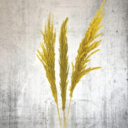 Large yellow pampas grass, 120 cm in length, 3 pieces. Dried pampas grass with tall, feathery plumes in a vibrant yellow color.