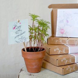 Cadeaudoosje Geluk zaaien