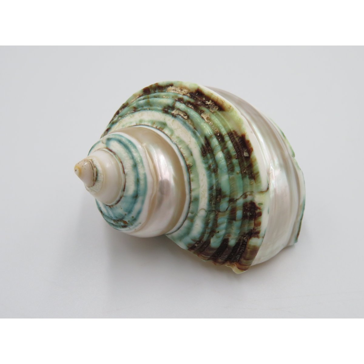 Natural shell - Talembu Poleng Green