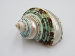 Natural shell - Talembu Poleng Green