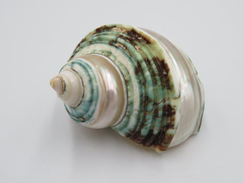 Natural shell - Talembu Poleng Green