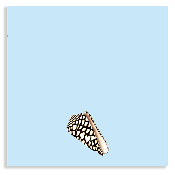 Notizblock 10x10cm Muschel