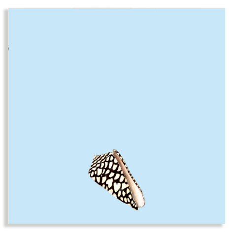 Notizblock 10x10cm Muschel