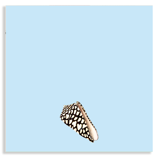 Notizblock 10x10cm Muschel