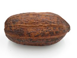 Kakaobohnen – 100 % natürlich und getrocknet