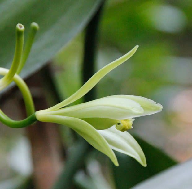 Vanillepfeffer – Schwarzer Pfeffer mit Madagaskar-Vanille, Ernte 01-26