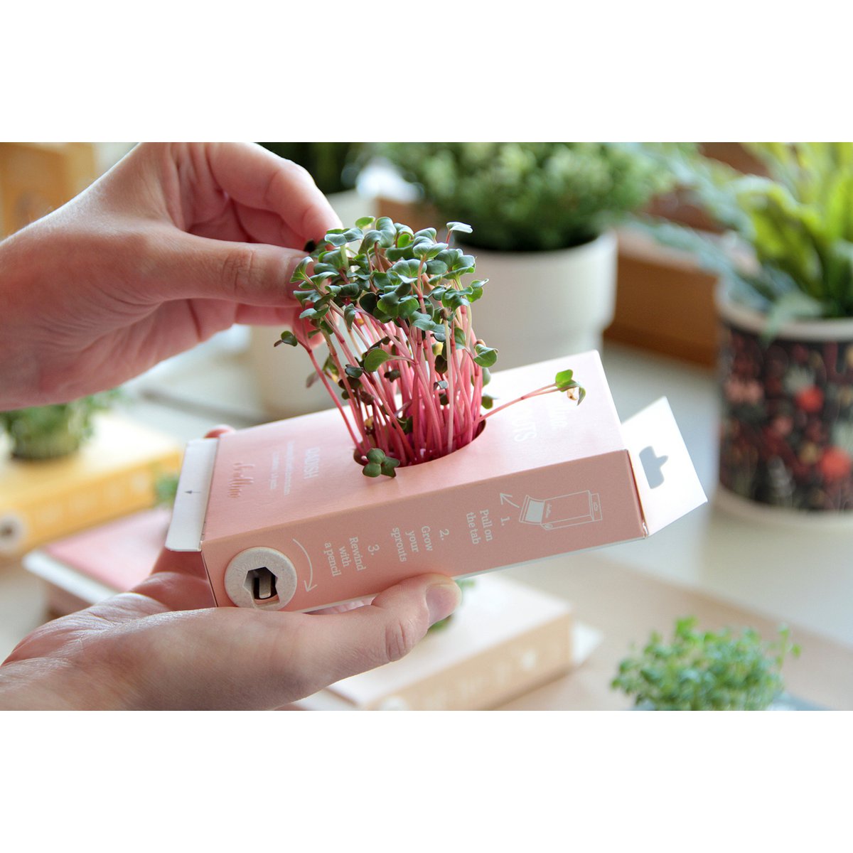 Actividad original y kit de crecimiento - Scrollino Radish Sprouts