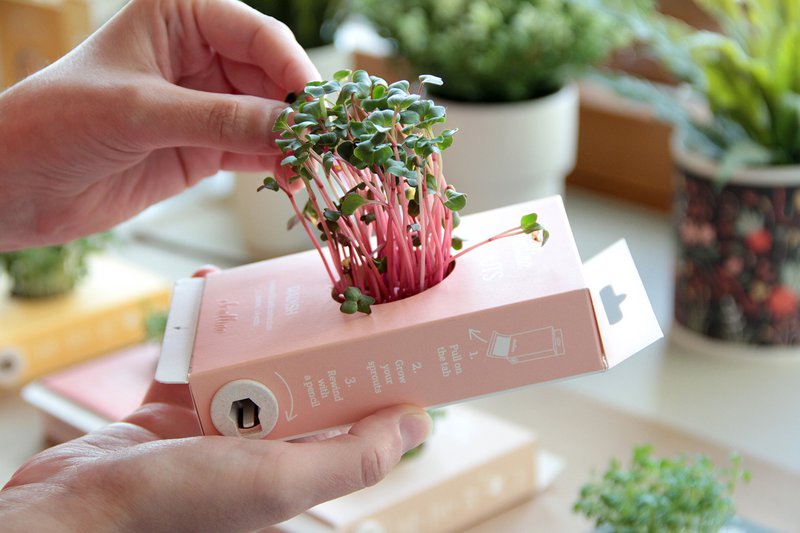 Original Activity & Growing Kit - Scrollino Radish Sprouts