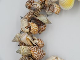Muschelkranz 25 cm
