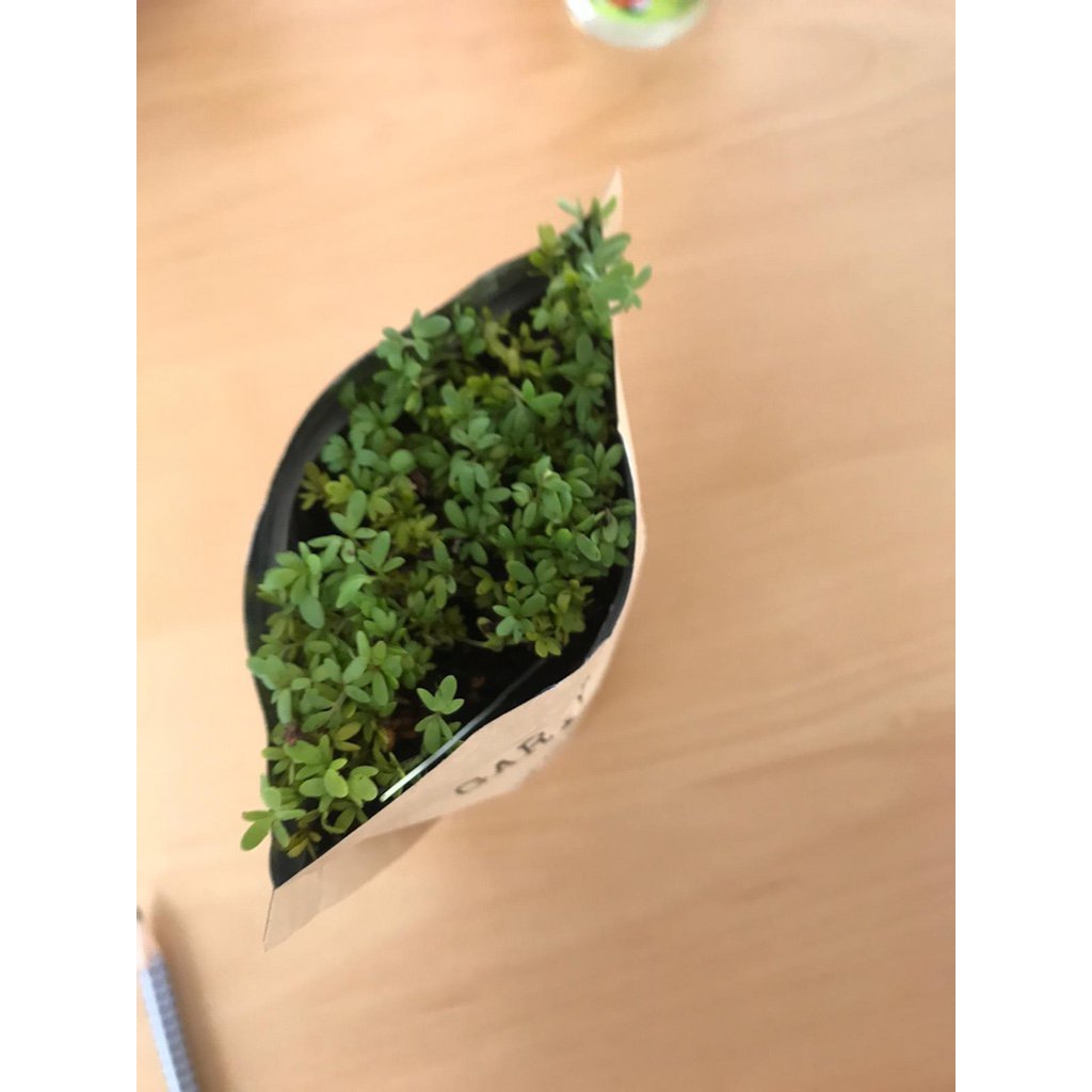King of the grill (garden cress)