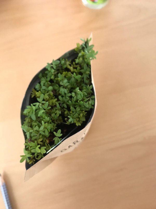 King of the grill (garden cress)