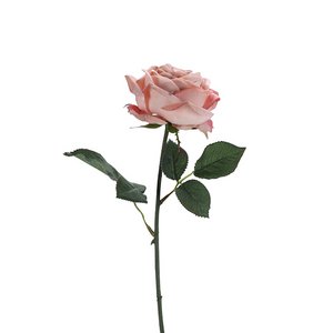 Rose Velvet, 1 Blüte, L38cm, rosa