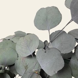 Eucalyptus Populus Geconserveerd Groen