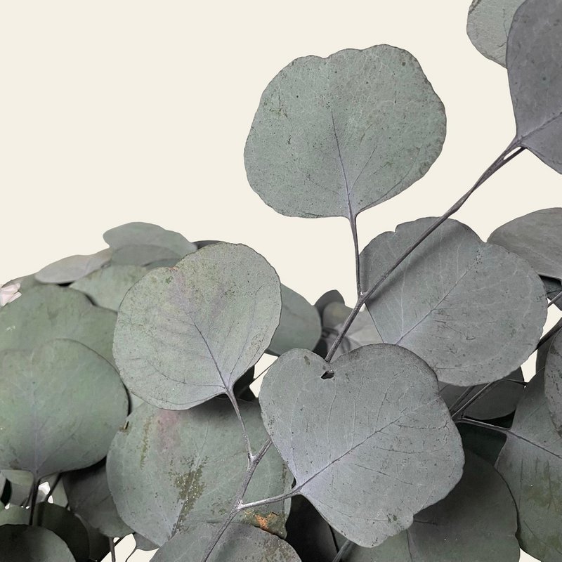 Eucalyptus Populus Geconserveerd Groen