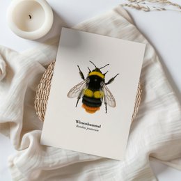 Hummel Postkarte – Hochwertige Grußkarte mit Zeichnung von Wiesenhummel – FSC®-Papier